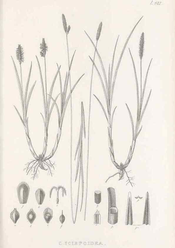 Reproducción/Reproduction 48683515067: Illustrations of the genus Carex. London :William Pamplin,1858-1867.. 