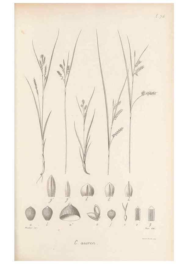 Reproducción/Reproduction 48683070747: Illustrations of the genus Carex. London :William Pamplin,1858-1867.. 