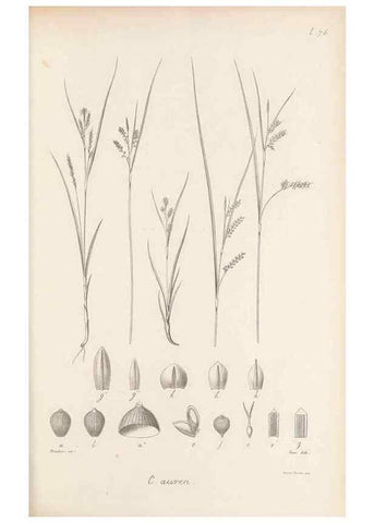 Reproducción/Reproduction 48683070747: Illustrations of the genus Carex. London :William Pamplin,1858-1867.. 