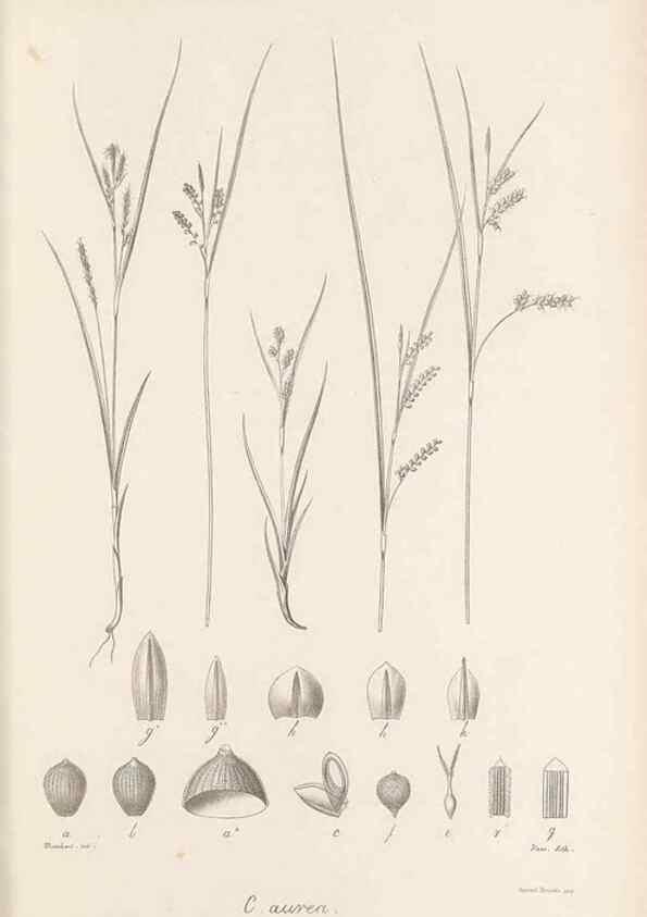 Reproducción/Reproduction 48683070747: Illustrations of the genus Carex. London :William Pamplin,1858-1867.. 