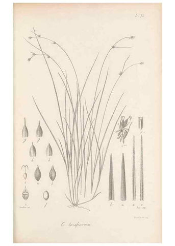 Reproducción/Reproduction 48683070267: Illustrations of the genus Carex. London :William Pamplin,1858-1867.. 
