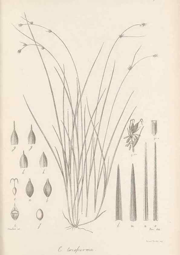 Reproducción/Reproduction 48683070267: Illustrations of the genus Carex. London :William Pamplin,1858-1867.. 
