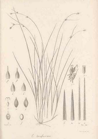 Reproducción/Reproduction 48683070267: Illustrations of the genus Carex. London :William Pamplin,1858-1867.. 