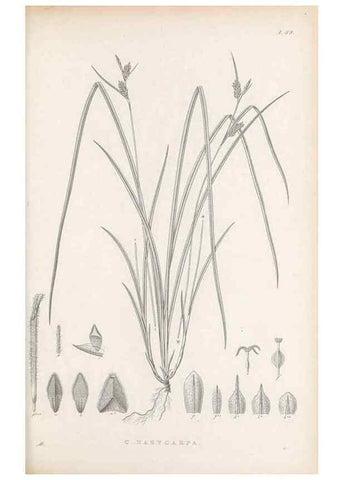 Reproducción/Reproduction 48683063852: Illustrations of the genus Carex. London :William Pamplin,1858-1867.. 