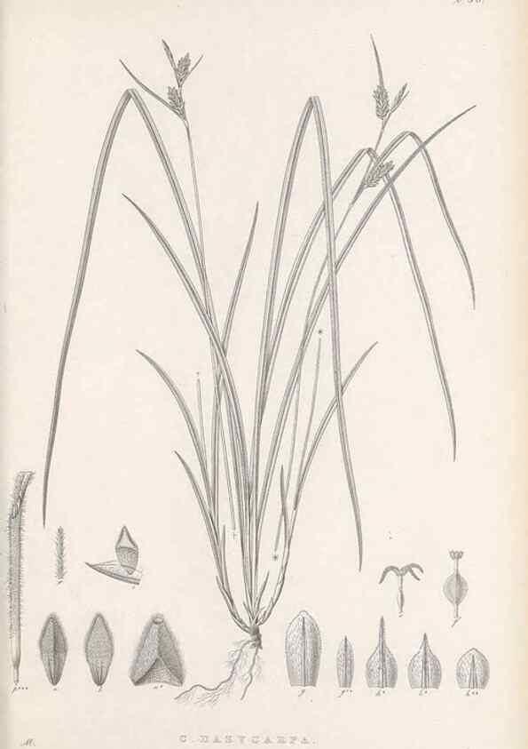 Reproducción/Reproduction 48683063852: Illustrations of the genus Carex. London :William Pamplin,1858-1867.. 