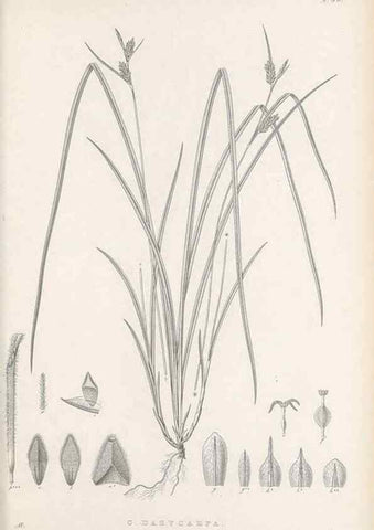 Reproducción/Reproduction 48683063852: Illustrations of the genus Carex. London :William Pamplin,1858-1867.. 