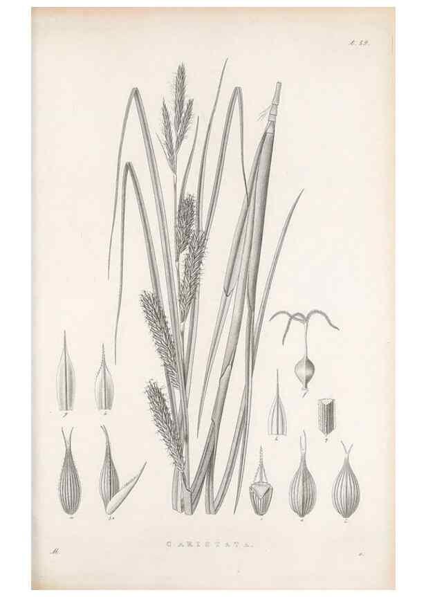 Reproducción/Reproduction 48682889391: Illustrations of the genus Carex. London :William Pamplin,1858-1867.. 