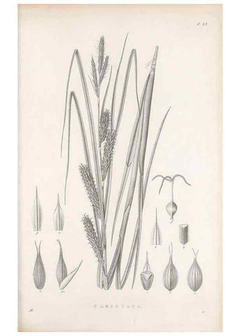 Reproducción/Reproduction 48682889391: Illustrations of the genus Carex. London :William Pamplin,1858-1867.. 