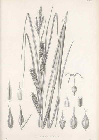 Reproducción/Reproduction 48682889391: Illustrations of the genus Carex. London :William Pamplin,1858-1867.. 
