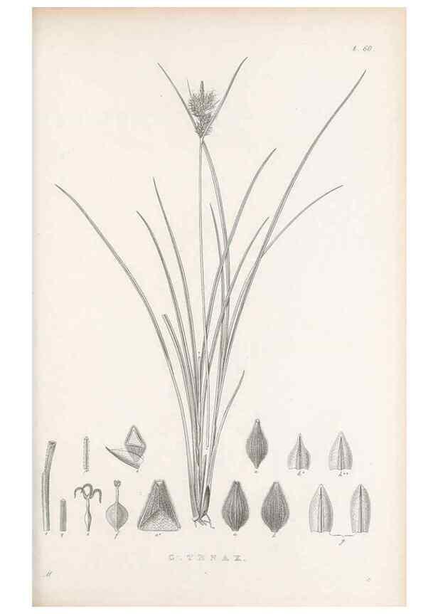 Reproducción/Reproduction 48682889601: Illustrations of the genus Carex. London :William Pamplin,1858-1867.. 