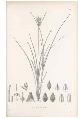 Reproducción/Reproduction 48682889601: Illustrations of the genus Carex. London :William Pamplin,1858-1867.. 