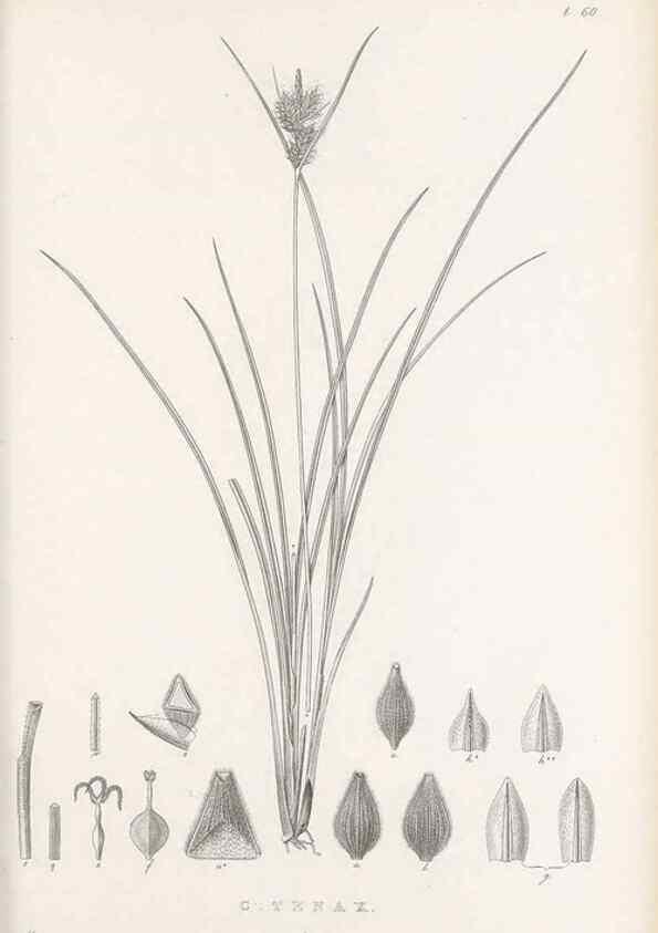 Reproducción/Reproduction 48682889601: Illustrations of the genus Carex. London :William Pamplin,1858-1867.. 