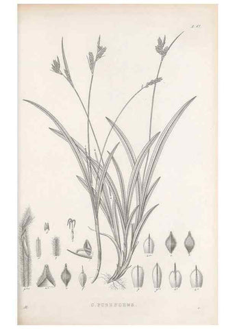 Reproducción/Reproduction 48683064477: Illustrations of the genus Carex. London :William Pamplin,1858-1867.. 