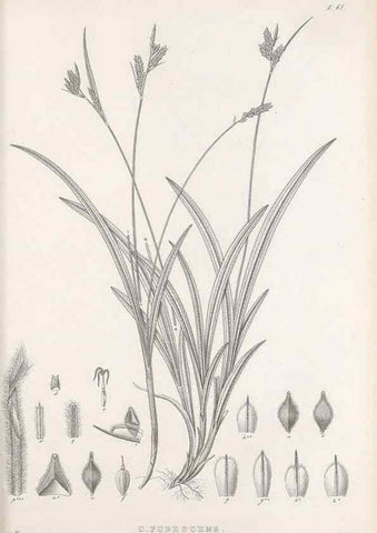 Reproducción/Reproduction 48683064477: Illustrations of the genus Carex. London :William Pamplin,1858-1867.. 