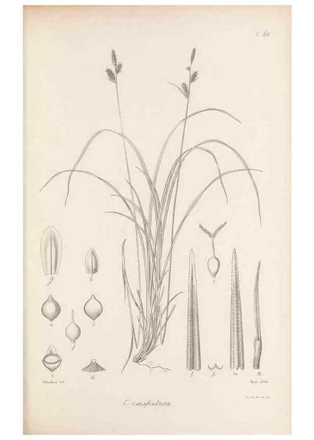 Reproducción/Reproduction 48683064737: Illustrations of the genus Carex. London :William Pamplin,1858-1867.. 