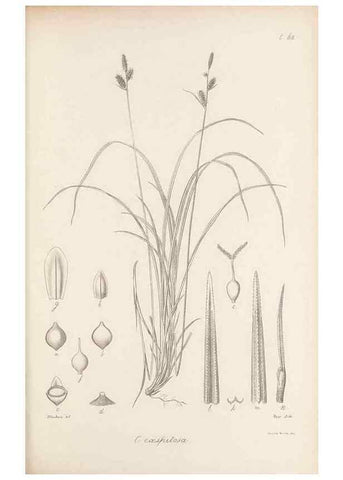Reproducción/Reproduction 48683064737: Illustrations of the genus Carex. London :William Pamplin,1858-1867.. 