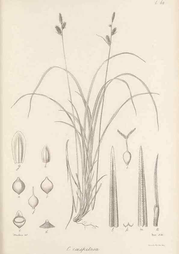 Reproducción/Reproduction 48683064737: Illustrations of the genus Carex. London :William Pamplin,1858-1867.. 