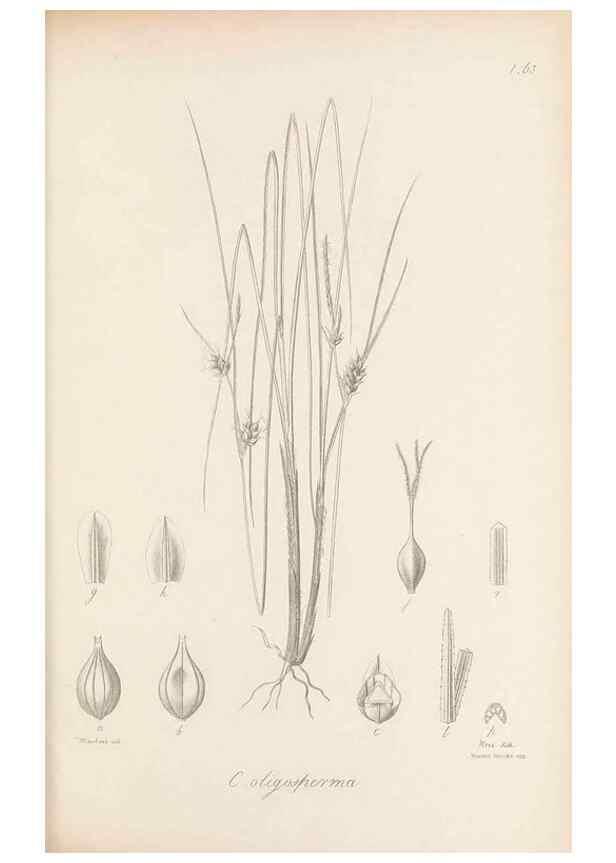 Reproducción/Reproduction 48682890321: Illustrations of the genus Carex. London :William Pamplin,1858-1867.. 