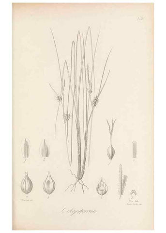 Reproducción/Reproduction 48682890321: Illustrations of the genus Carex. London :William Pamplin,1858-1867.. 