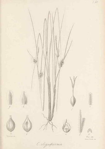 Reproducción/Reproduction 48682890321: Illustrations of the genus Carex. London :William Pamplin,1858-1867.. 
