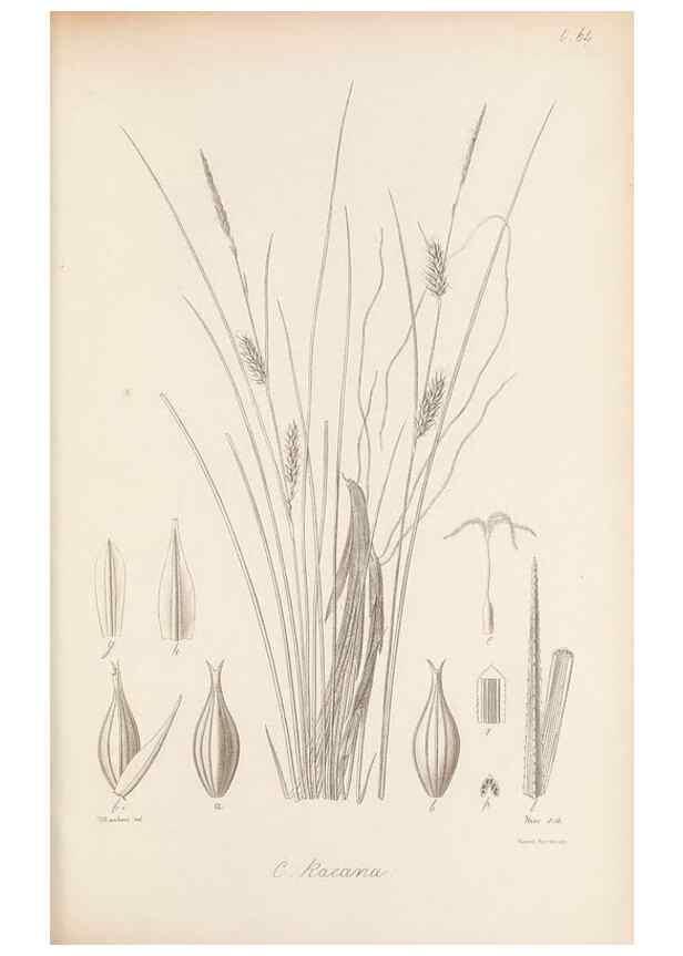 Reproducción/Reproduction 48683065727: Illustrations of the genus Carex. London :William Pamplin,1858-1867.. 