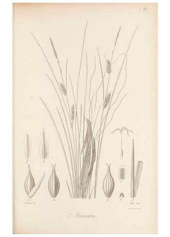 Reproducción/Reproduction 48683065727: Illustrations of the genus Carex. London :William Pamplin,1858-1867.. 