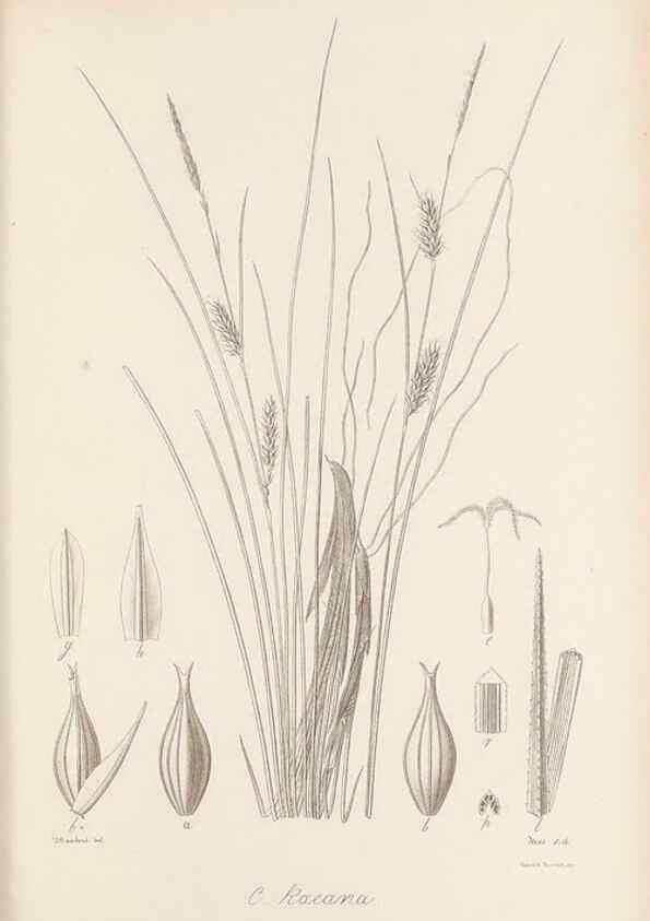 Reproducción/Reproduction 48683065727: Illustrations of the genus Carex. London :William Pamplin,1858-1867.. 