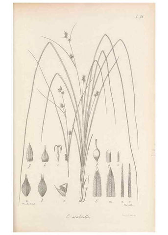 Reproducción/Reproduction 48683070552: Illustrations of the genus Carex. London :William Pamplin,1858-1867.. 