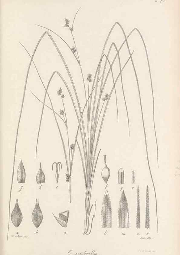 Reproducción/Reproduction 48683070552: Illustrations of the genus Carex. London :William Pamplin,1858-1867.. 