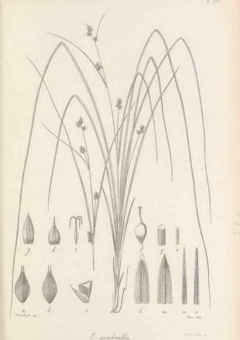 Reproducción/Reproduction 48683070552: Illustrations of the genus Carex. London :William Pamplin,1858-1867.. 