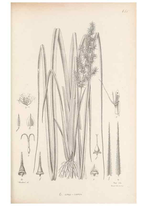 Reproducción/Reproduction 48683065982: Illustrations of the genus Carex. London :William Pamplin,1858-1867.. 