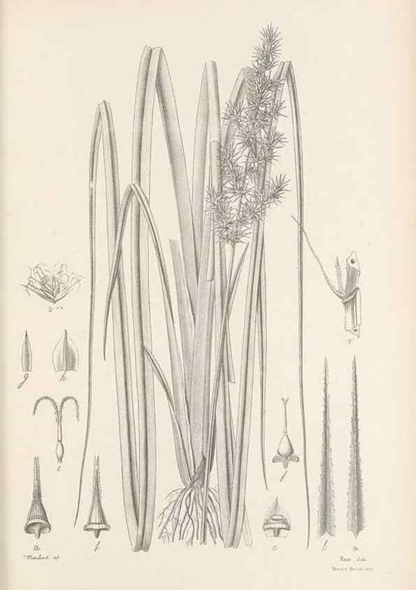 Reproducción/Reproduction 48683065982: Illustrations of the genus Carex. London :William Pamplin,1858-1867.. 
