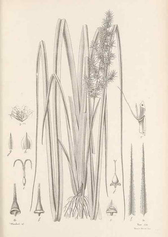 Reproducción/Reproduction 48683065982: Illustrations of the genus Carex. London :William Pamplin,1858-1867.. 