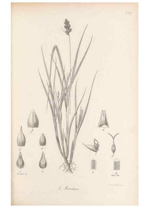 Reproducción/Reproduction 48683066452: Illustrations of the genus Carex. London :William Pamplin,1858-1867.. 