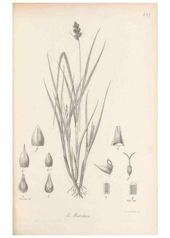 Reproducción/Reproduction 48683066452: Illustrations of the genus Carex. London :William Pamplin,1858-1867.. 