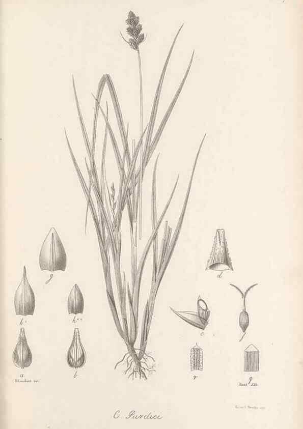 Reproducción/Reproduction 48683066452: Illustrations of the genus Carex. London :William Pamplin,1858-1867.. 