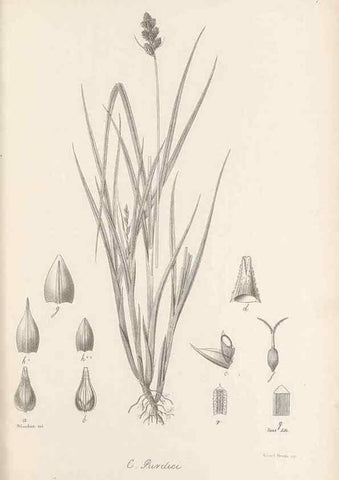 Reproducción/Reproduction 48683066452: Illustrations of the genus Carex. London :William Pamplin,1858-1867.. 