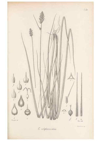 Reproducción/Reproduction 48682552038: Illustrations of the genus Carex. London :William Pamplin,1858-1867.. 