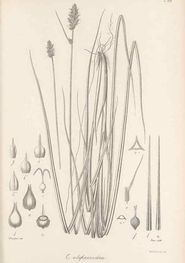 Reproducción/Reproduction 48682552038: Illustrations of the genus Carex. London :William Pamplin,1858-1867.. 