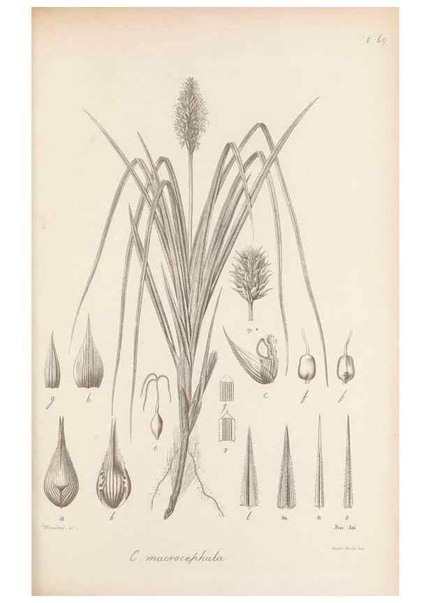 Reproducción/Reproduction 48682892391: Illustrations of the genus Carex. London :William Pamplin,1858-1867.. 