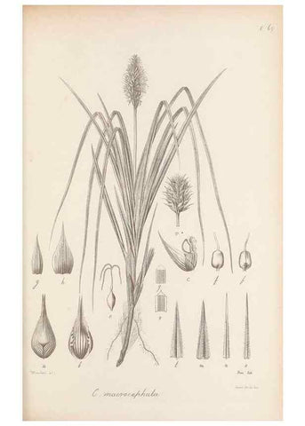 Reproducción/Reproduction 48682892391: Illustrations of the genus Carex. London :William Pamplin,1858-1867.. 