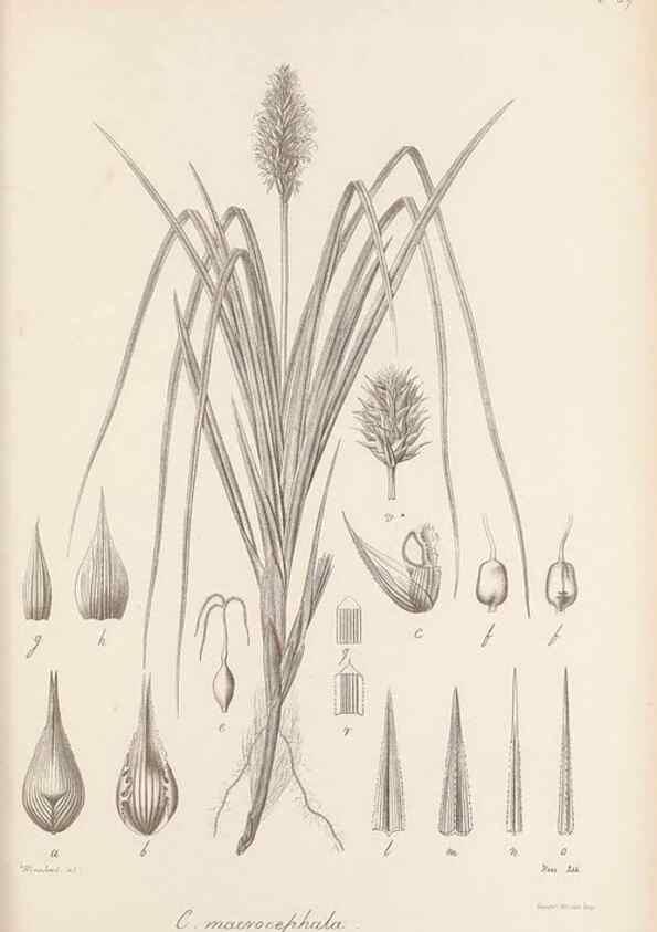 Reproducción/Reproduction 48682892391: Illustrations of the genus Carex. London :William Pamplin,1858-1867.. 