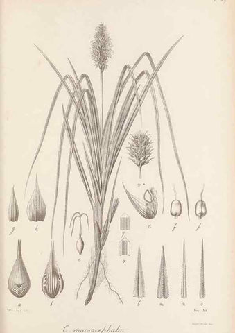 Reproducción/Reproduction 48682892391: Illustrations of the genus Carex. London :William Pamplin,1858-1867.. 