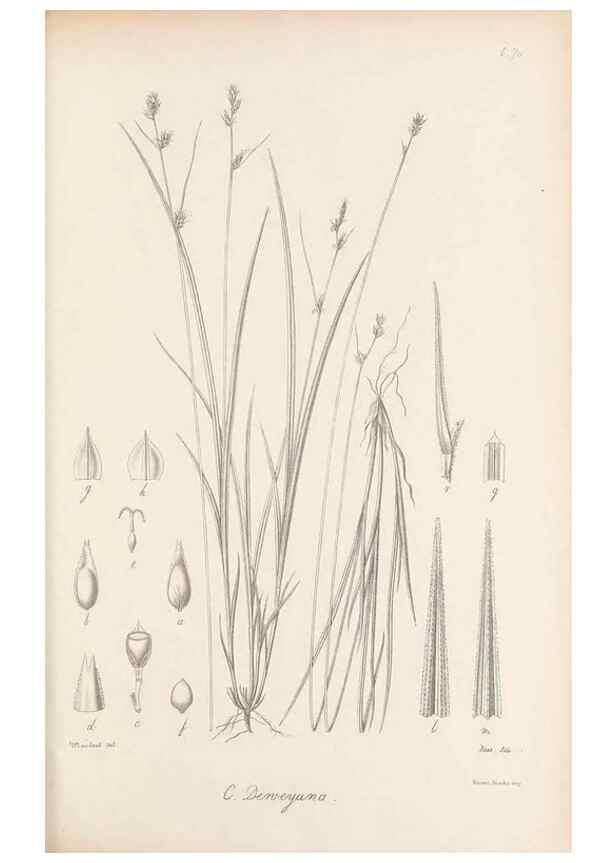 Reproducción/Reproduction 48682892641: Illustrations of the genus Carex. London :William Pamplin,1858-1867.. 