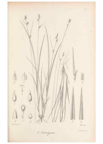 Reproducción/Reproduction 48682892641: Illustrations of the genus Carex. London :William Pamplin,1858-1867.. 