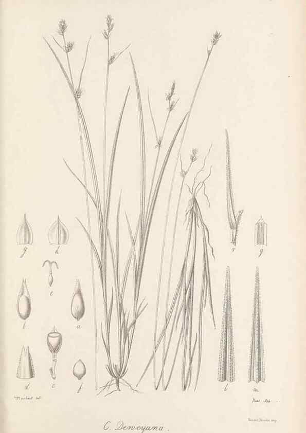 Reproducción/Reproduction 48682892641: Illustrations of the genus Carex. London :William Pamplin,1858-1867.. 