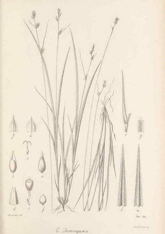 Reproducción/Reproduction 48682892641: Illustrations of the genus Carex. London :William Pamplin,1858-1867.. 