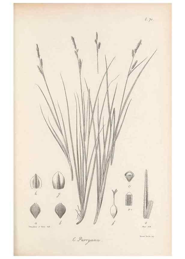 Reproducción/Reproduction 48682892921: Illustrations of the genus Carex. London :William Pamplin,1858-1867.. 