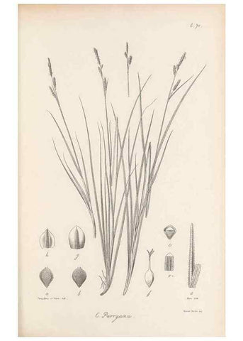 Reproducción/Reproduction 48682892921: Illustrations of the genus Carex. London :William Pamplin,1858-1867.. 