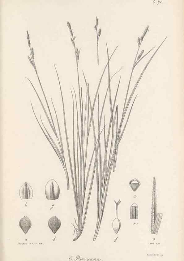 Reproducción/Reproduction 48682892921: Illustrations of the genus Carex. London :William Pamplin,1858-1867.. 